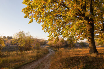 Naklejka premium oak grove on the banks of the river. fall