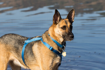 Portrait of a Beautiful German Sheppard playing and running on the beach