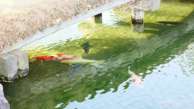 日本庭園の遊水池の錦鯉