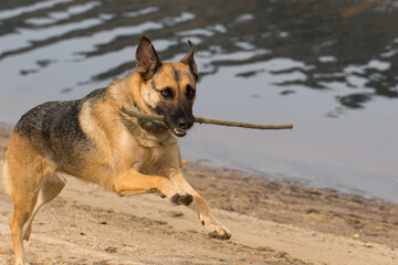 Portrait of a Beautiful German Sheppard playing and running on the beach