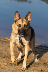 Portrait of a Beautiful German Sheppard playing and running on the beach