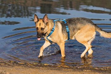 Portrait of a Beautiful German Sheppard playing and running on the beach