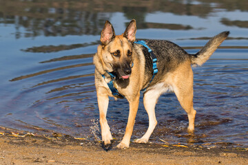 Portrait of a Beautiful German Sheppard playing and running on the beach