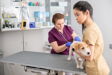 confident doctors are doing medical treatment in modern veterinary clinic