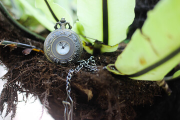 a pocket watch with zodiac engraving on a tree roots with green leaves