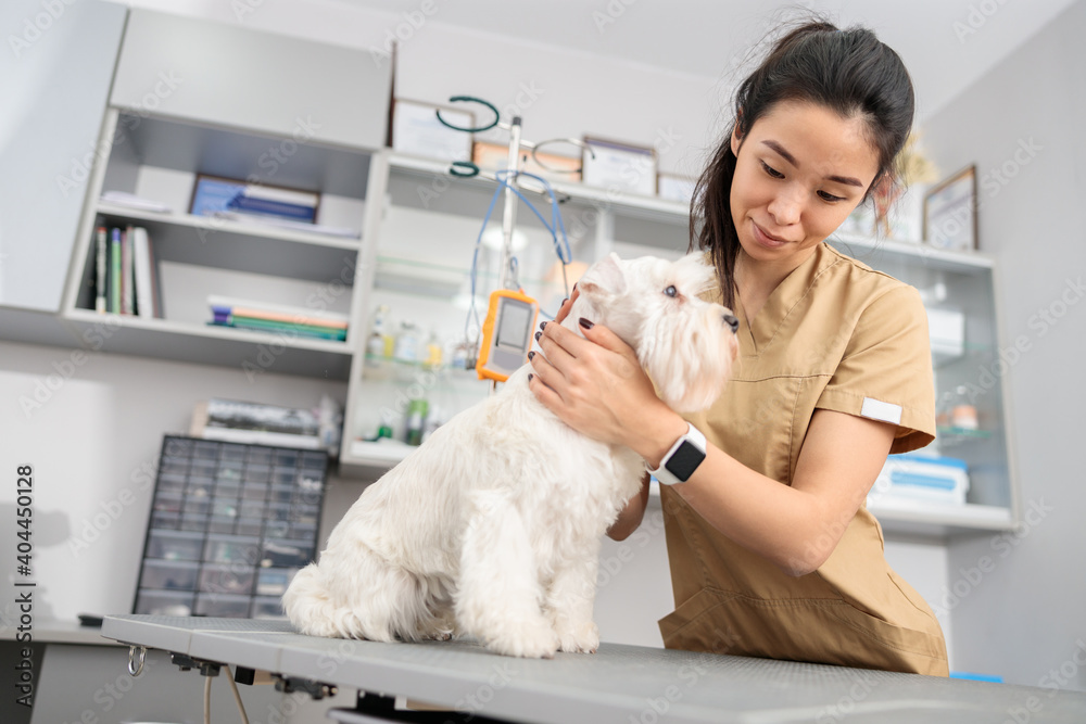 Wall mural confident doctor is doing medical treatment in modern veterinary clinic