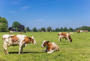 Fototapeta na wymiar Red Holstein cows in the dutch landscape near Ootmarsum in Twente, Netherlands