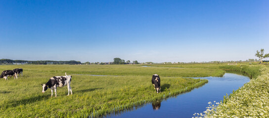Obraz na płótnie Canvas Panorama of a dutch cows dtanding at a little river in Groningen, Netherlands