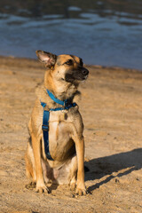 Portrait of a Beautiful German Sheppard playing and running on the beach