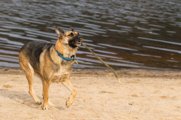 Portrait of a Beautiful German Sheppard playing and running on the beach