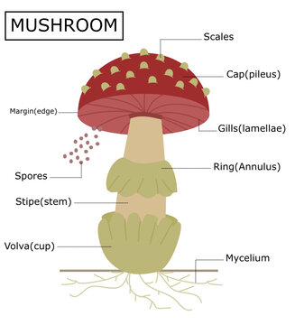 Structure of a amanita mushroom.Anatomy of the fungus.