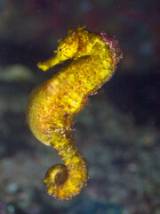 Pregnant yellow tigertail seahorse swimming in a dark (Richelieu Rock, Surin National Park, Thailand)