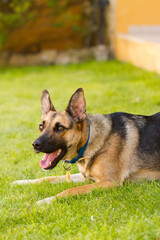 Portrait of beautiful German Sheppard dog, playing in the backward