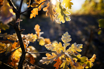 oak grove in autumn in the rays of dawn