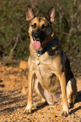 Portrait of beautiful German Sheppard dog, walking in a beautiful magical mountain forest with warm sunbeams sun’s rays light with flare illuminating the subject.