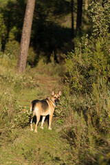 Portrait of beautiful German Sheppard dog, walking in a beautiful magical mountain forest with warm sunbeams sun’s rays light with flare illuminating the subject.
