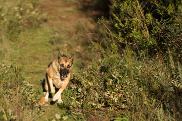 Fototapeta premium Portrait of beautiful German Sheppard dog, walking in a beautiful magical mountain forest with warm sunbeams sun’s rays light with flare illuminating the subject.