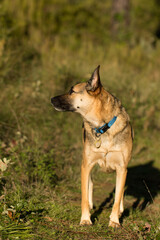 Portrait of beautiful German Sheppard dog, walking in a beautiful magical mountain forest with warm sunbeams sun’s rays light with flare illuminating the subject.