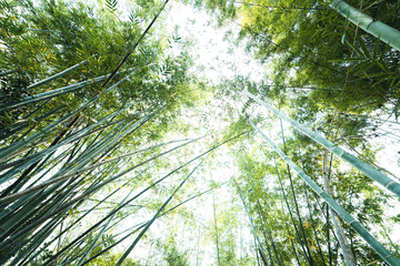  bamboo forest background in nature