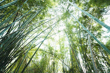 Obraz na płótnie Canvas bamboo forest background in nature