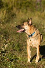 Portrait of beautiful German Sheppard dog, walking in a beautiful magical mountain forest with warm sunbeams sun’s rays light with flare illuminating the subject.