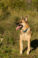 Portrait of beautiful German Sheppard dog, walking in a beautiful magical mountain forest with warm sunbeams sun’s rays light with flare illuminating the subject.