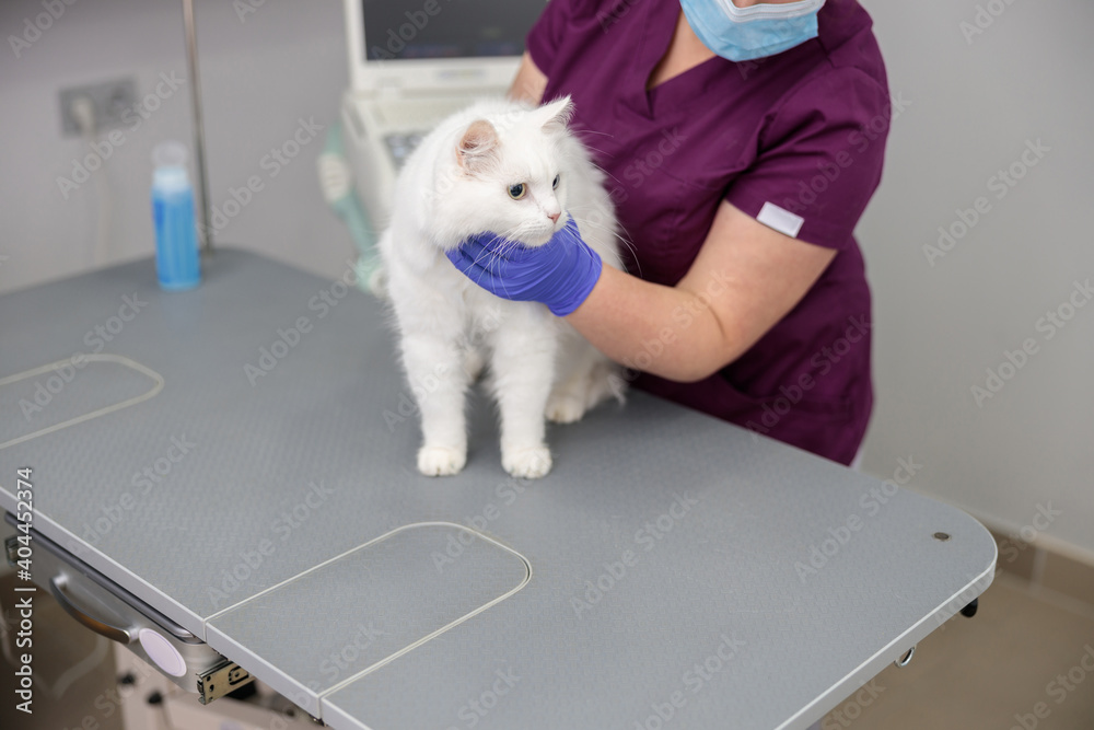 Wall mural confident doctor is doing medical treatment of a cat in modern veterinary clinic