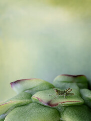 Baby grasshopper on a dragon fruit bud. Background with copy space.