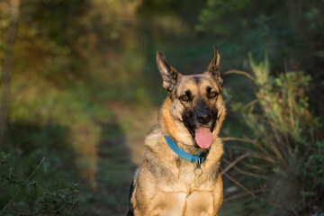 Portrait of beautiful German Sheppard dog, walking in a beautiful magical mountain forest with warm sunbeams sun’s rays light with flare illuminating the subject.