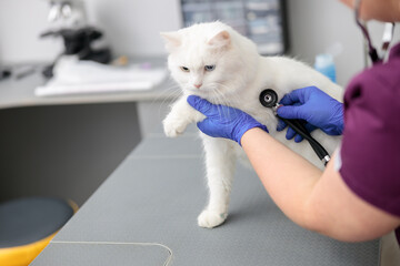 confident doctor is doing medical treatment of a cat in modern veterinary clinic