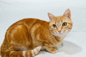 A Beautiful Domestic Orange Striped cat sitting in strange, weird, funny position. Animal portrait against white background.