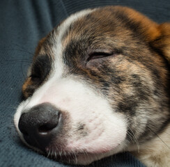 Puppy sleeping