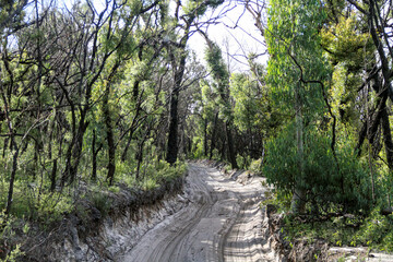 Sandpiste auf Fraser Island, Queensland, Australien