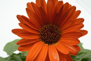 Makroaufnahme einer blühenden Gerberer