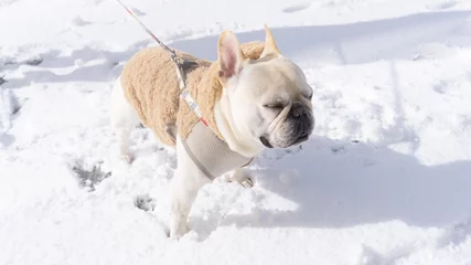 Papier Peint photo Bulldog français 雪を楽しむフレンチブルドッグ