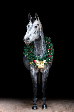 Beautiful chestnut brown horse mare stallion isolated on black background with christmas wreath. Elegant portrait of a beautiful animal.