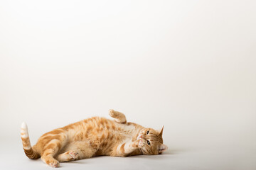 A Beautiful Domestic Orange Striped cat laying down and cleaning itself tongue out in strange, weird, funny positions. Animal portrait against white background.