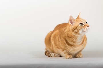 A Beautiful Domestic Orange Striped cat sitting in strange, weird, funny position. Animal portrait against white background.