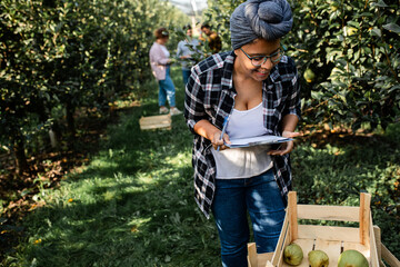 Young female african american farmer examining quality of pears after piking in orchard.	