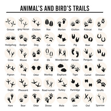 Set of animal and bird trails with name. Vector illustration
