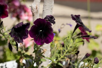 Velvet petals of black burgundy petunia