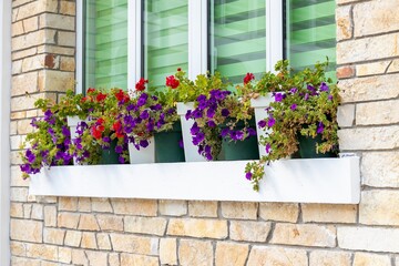 Fototapeta na wymiar Bright blue-violet petunia flowers in combination with red pelargonium in pots on the windowsill from the outside