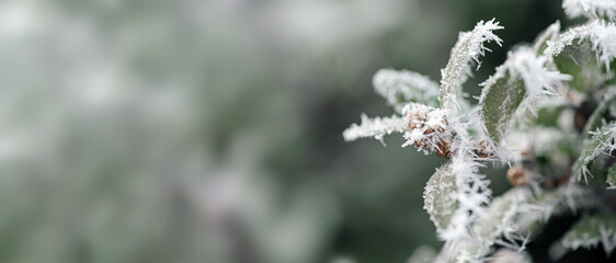 background with frozen plants covered with frost