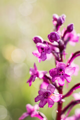 Fototapeta na wymiar blooming of orchids at spring Orchis Quadripunctata