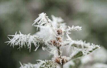 background with frozen plants covered with frost