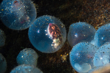 Baby flamboyant cuttle fish being born hatching from egg -  Metasepia pfefferi