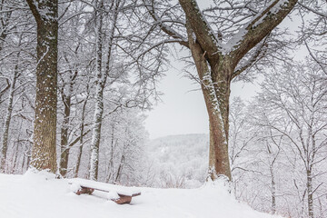 Bright winter landscape with snow covered trees and a bench