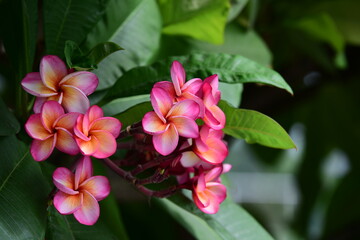  flowers in the garden