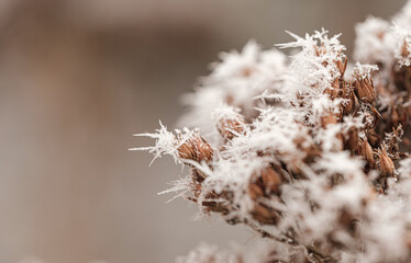 background with frozen plants covered with frost