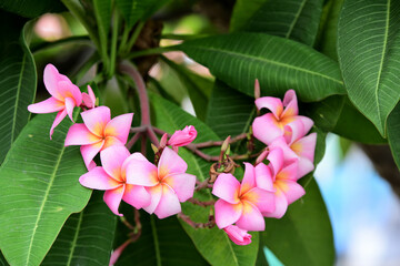  flowers in the garden